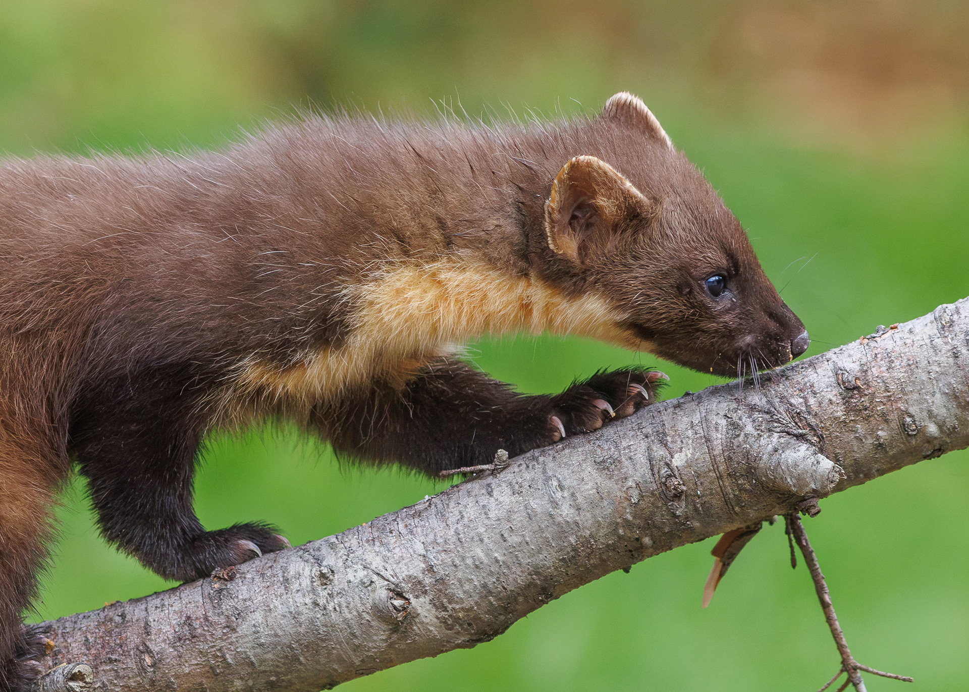 Pine Marten