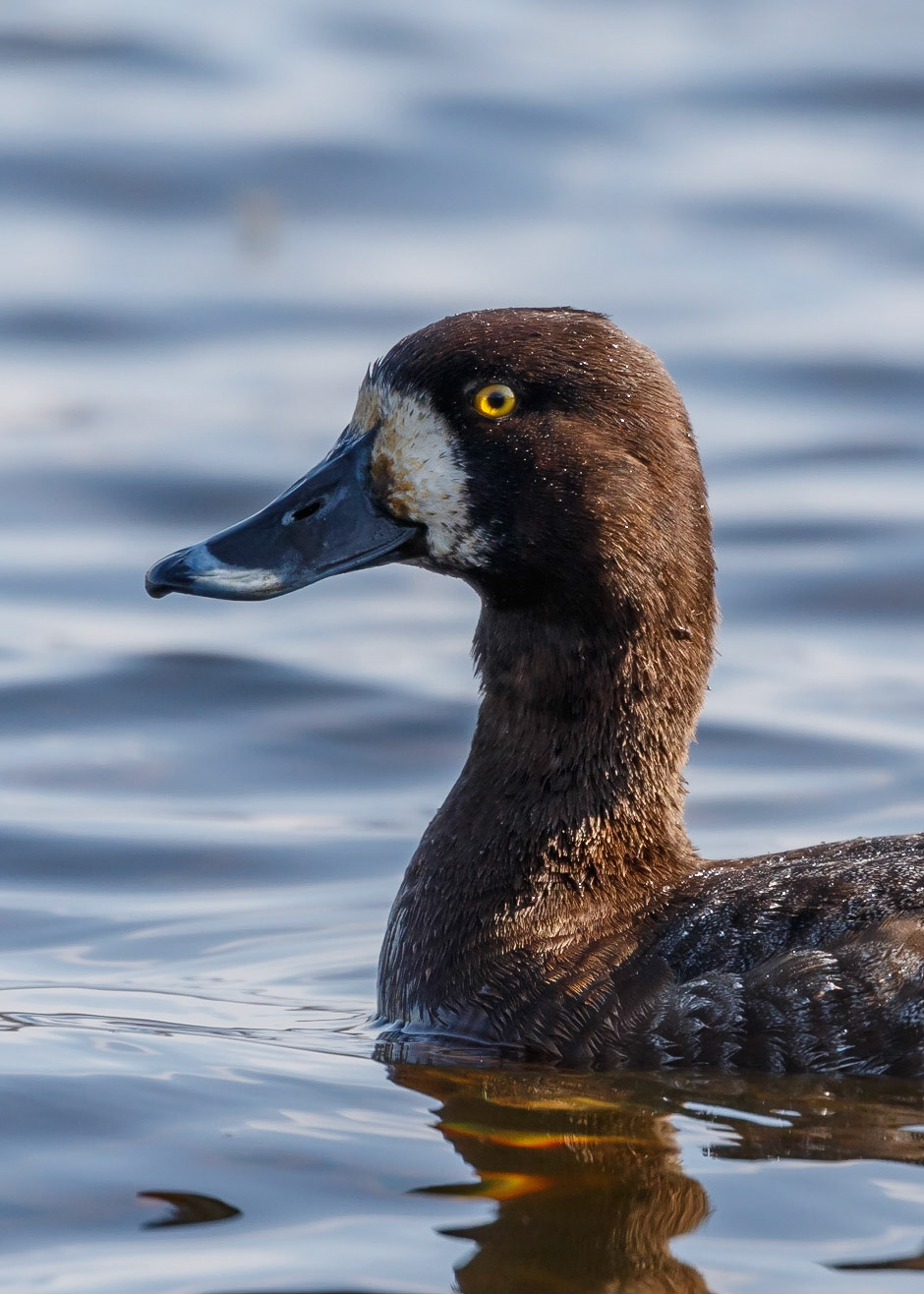 Scaup