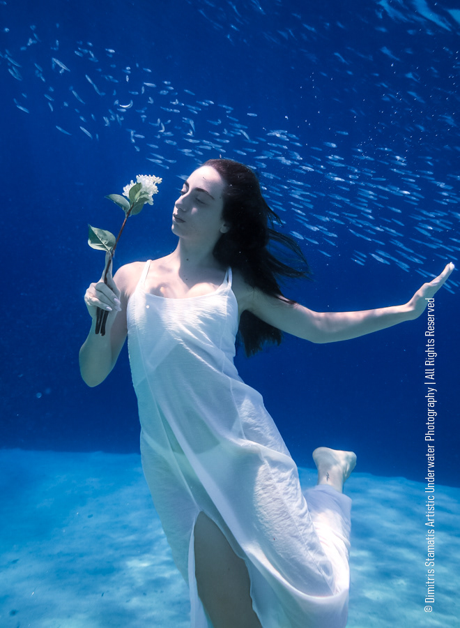 A girl underwater in a long white dress holding a white rose as small fish swim around her.