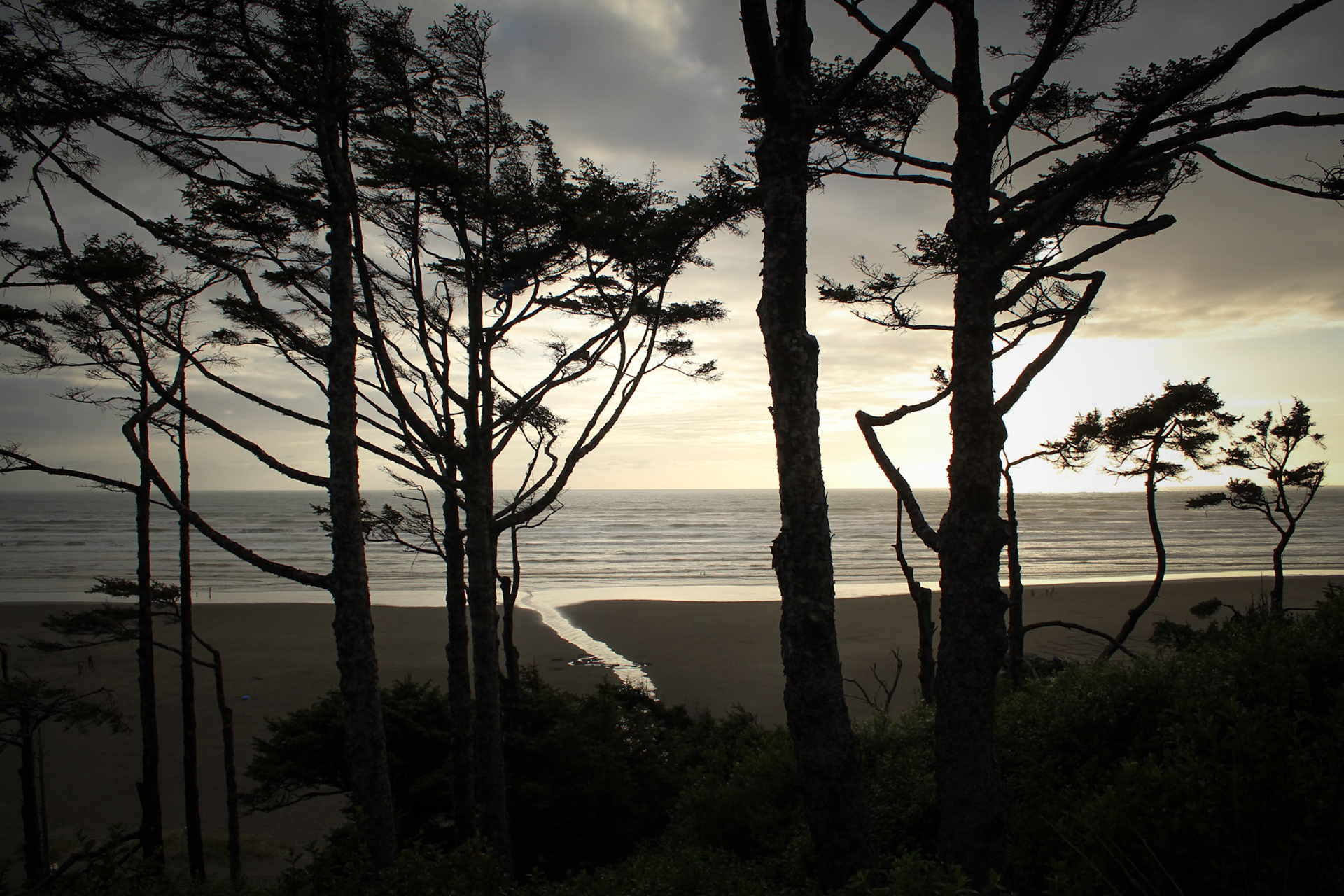 Sea Pine Sunset