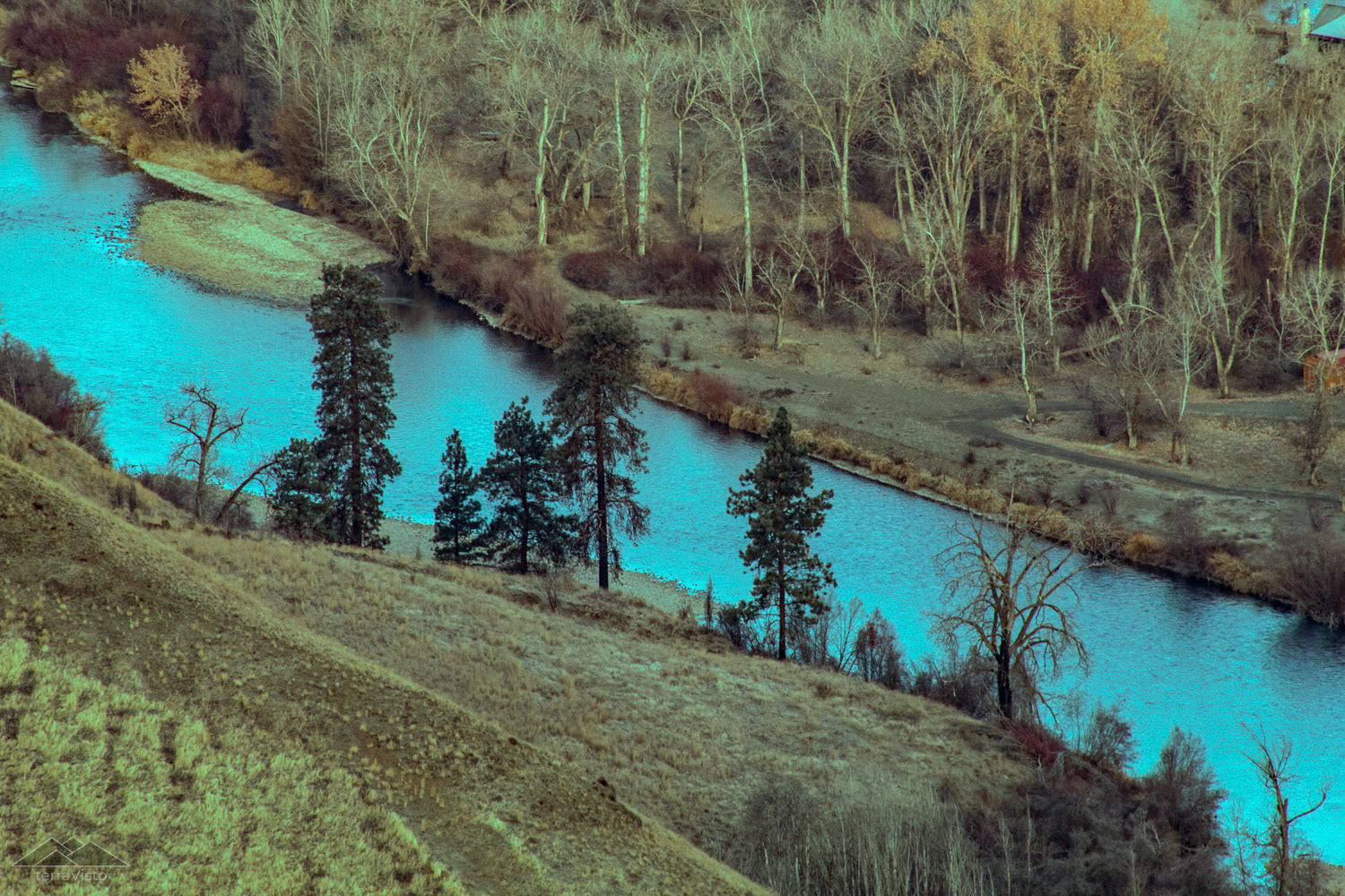 Big Pines along the edge of the Yakima River