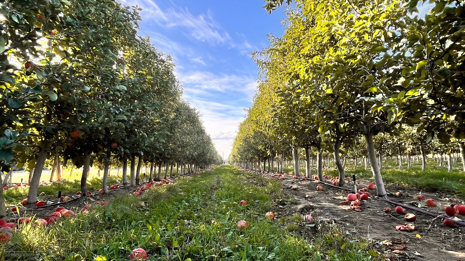 Apple Harvest in Naches, Washington