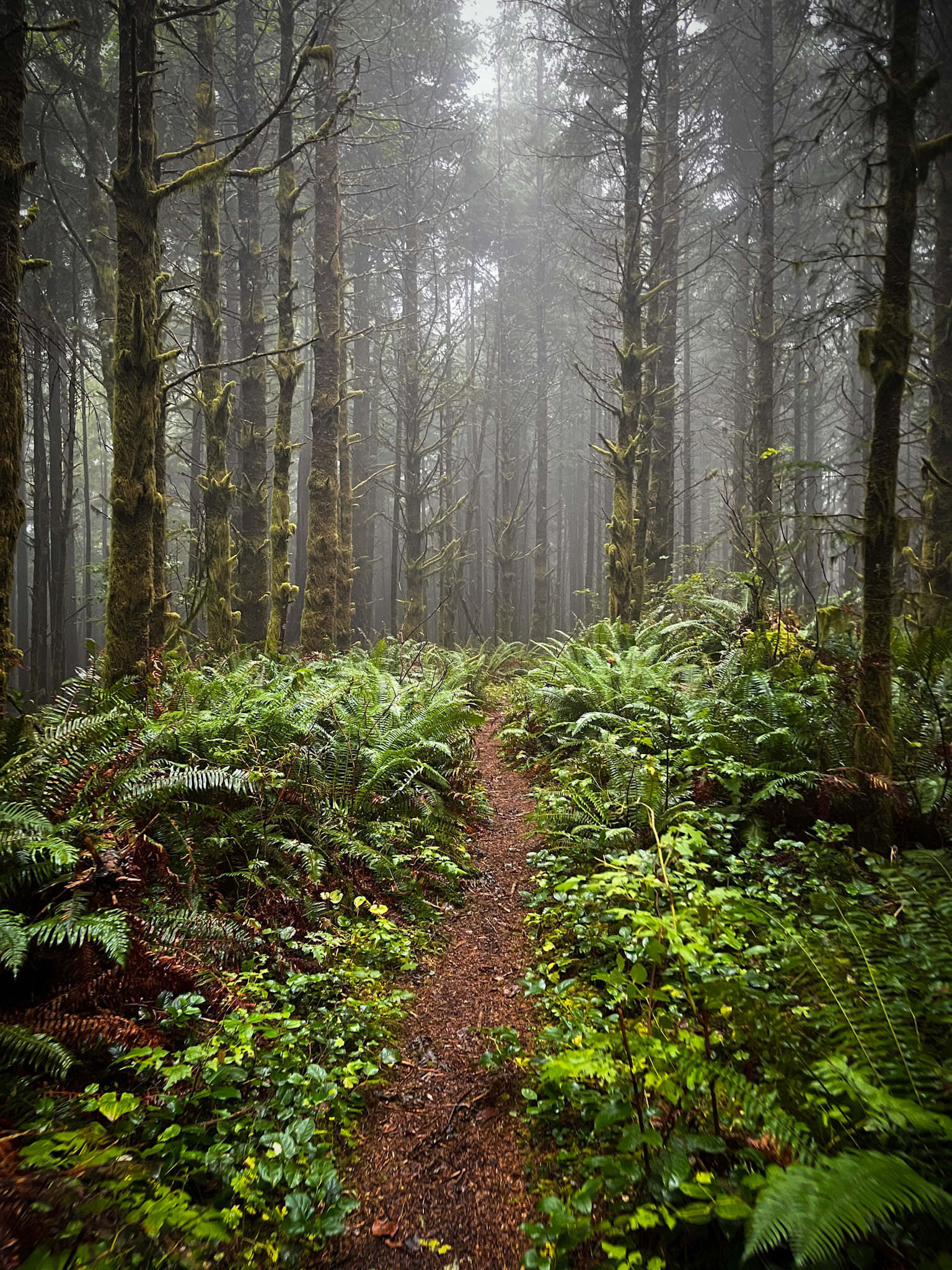 Into the Mist