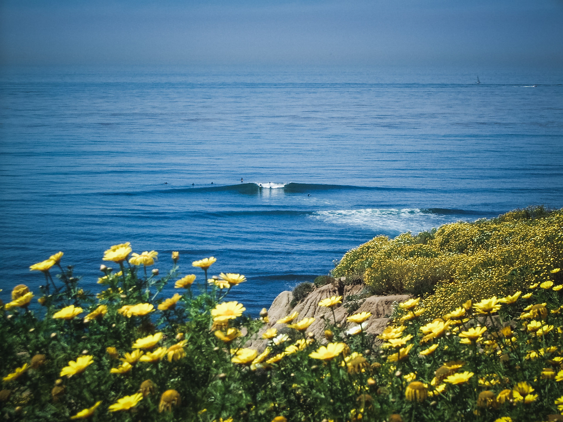 Daisy Pointbreak