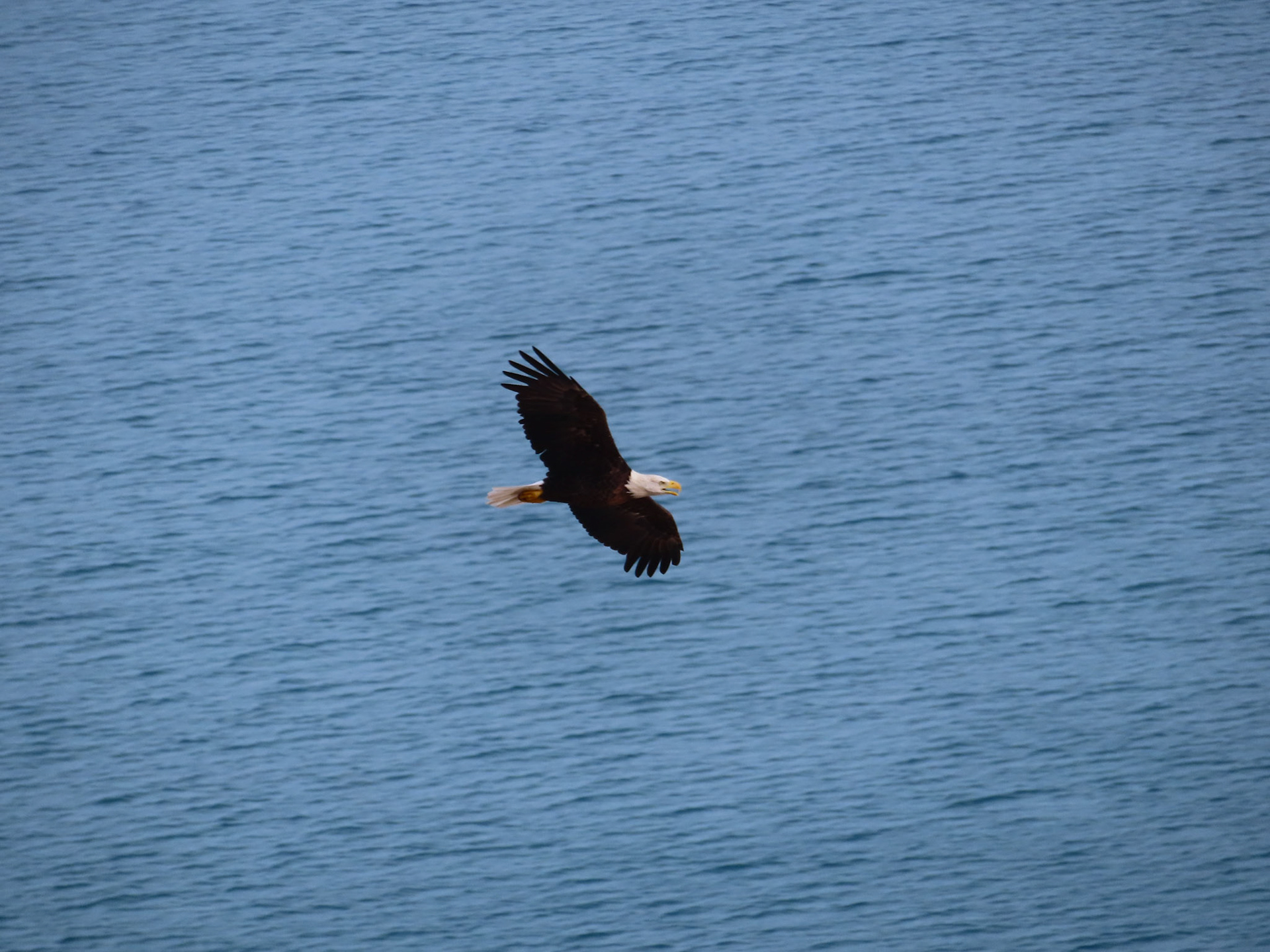 Soar