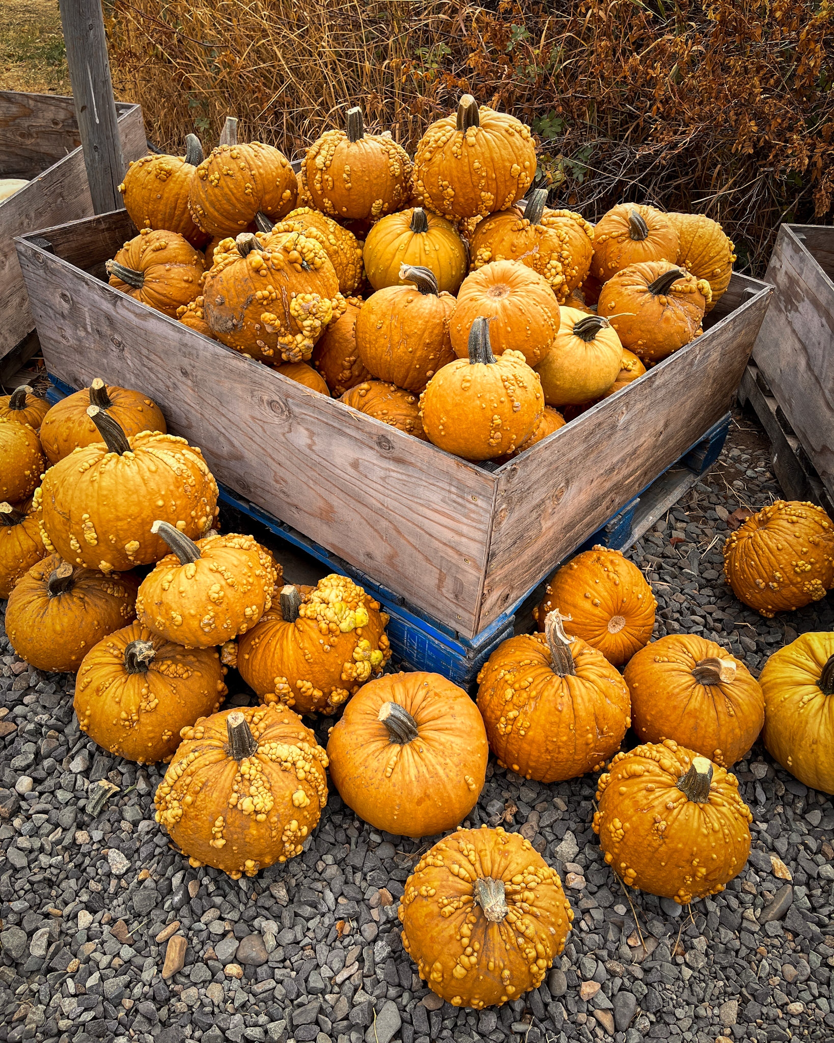 Harvest