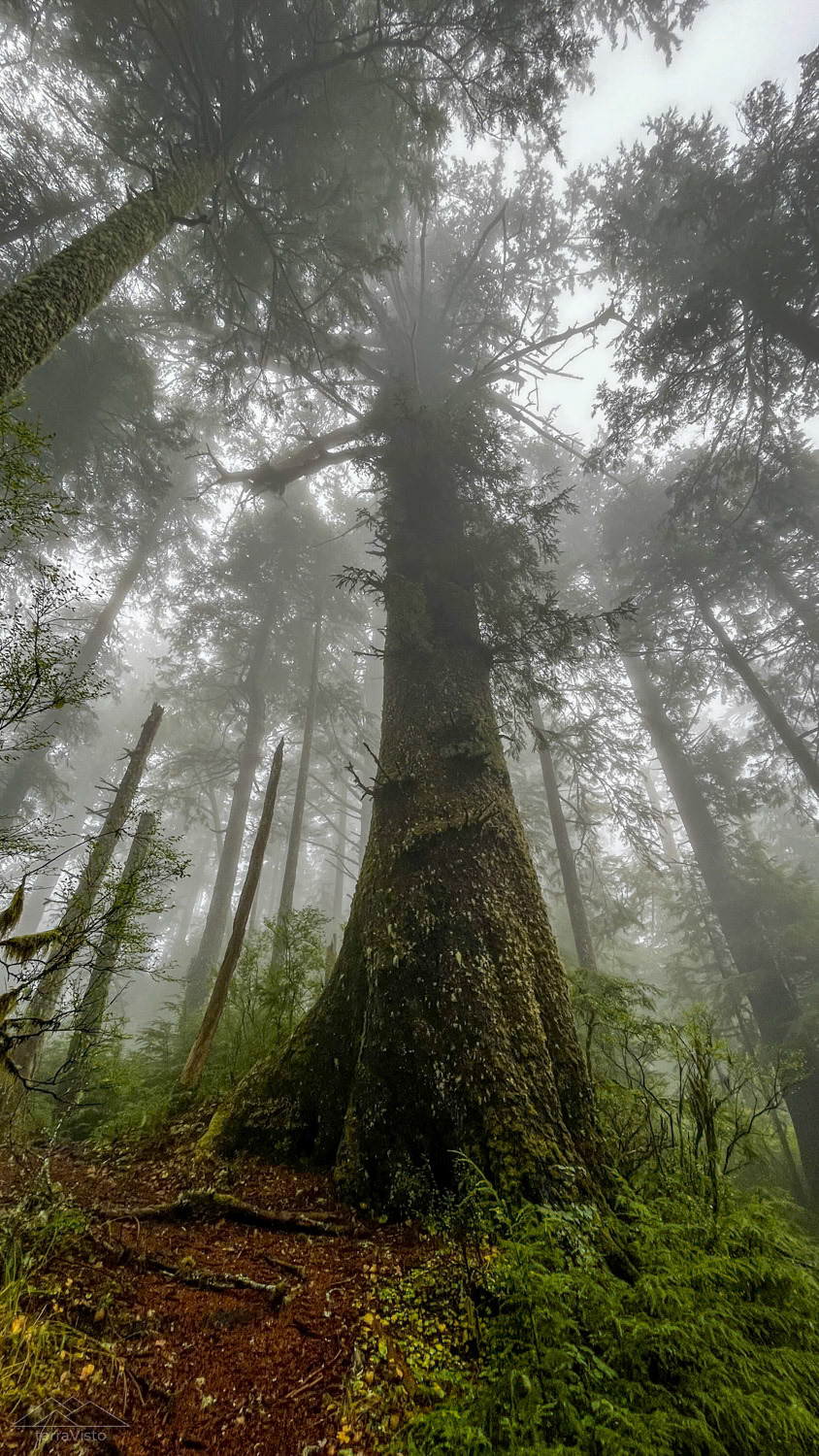 Some incredibly poignant evergreens punctuated our endeavor, stopping us in our tracks. Over and Over again.