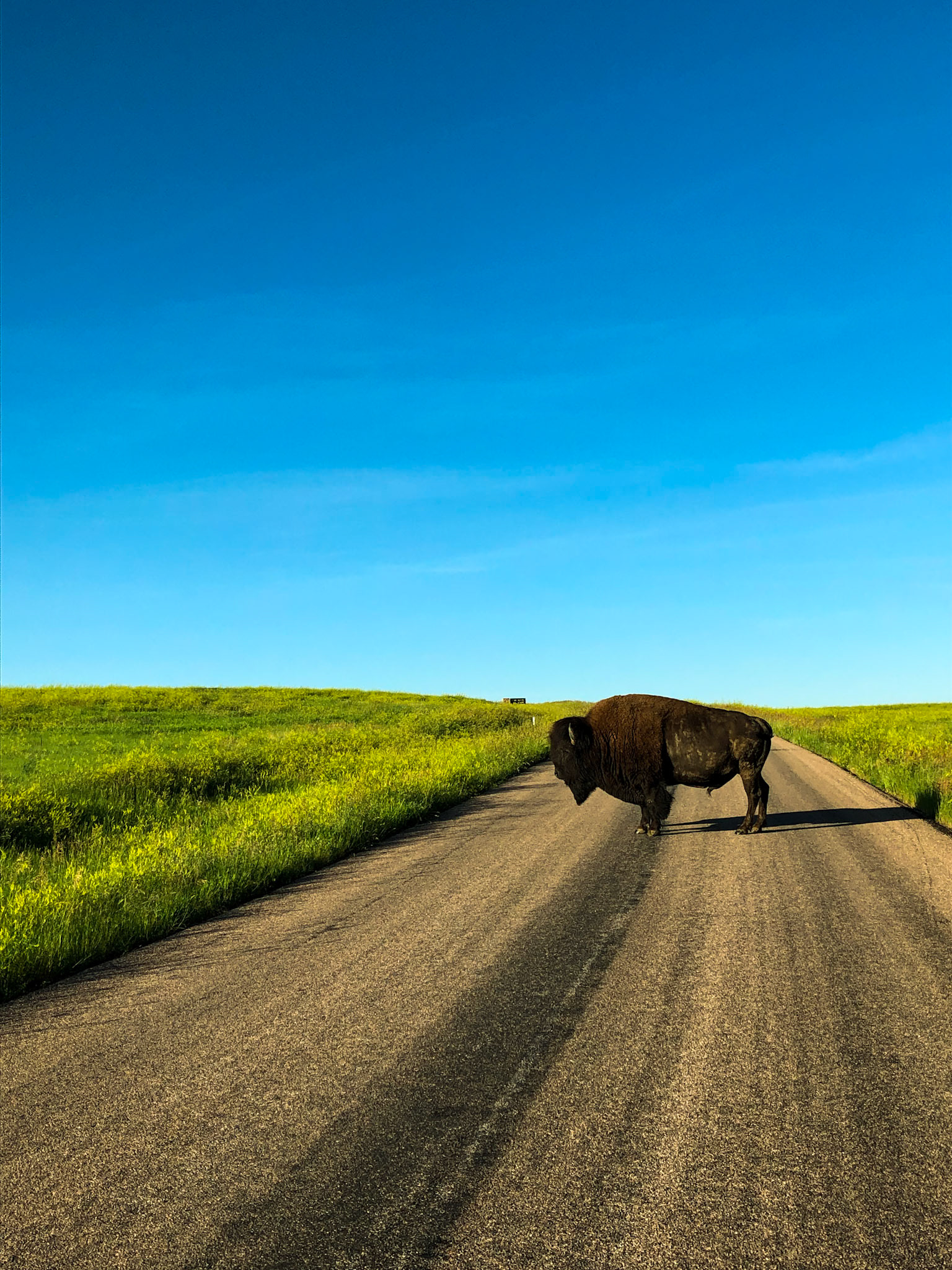 Buffalo