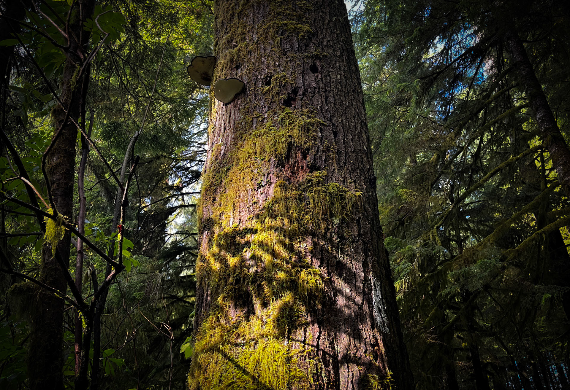 Mossy Shadows