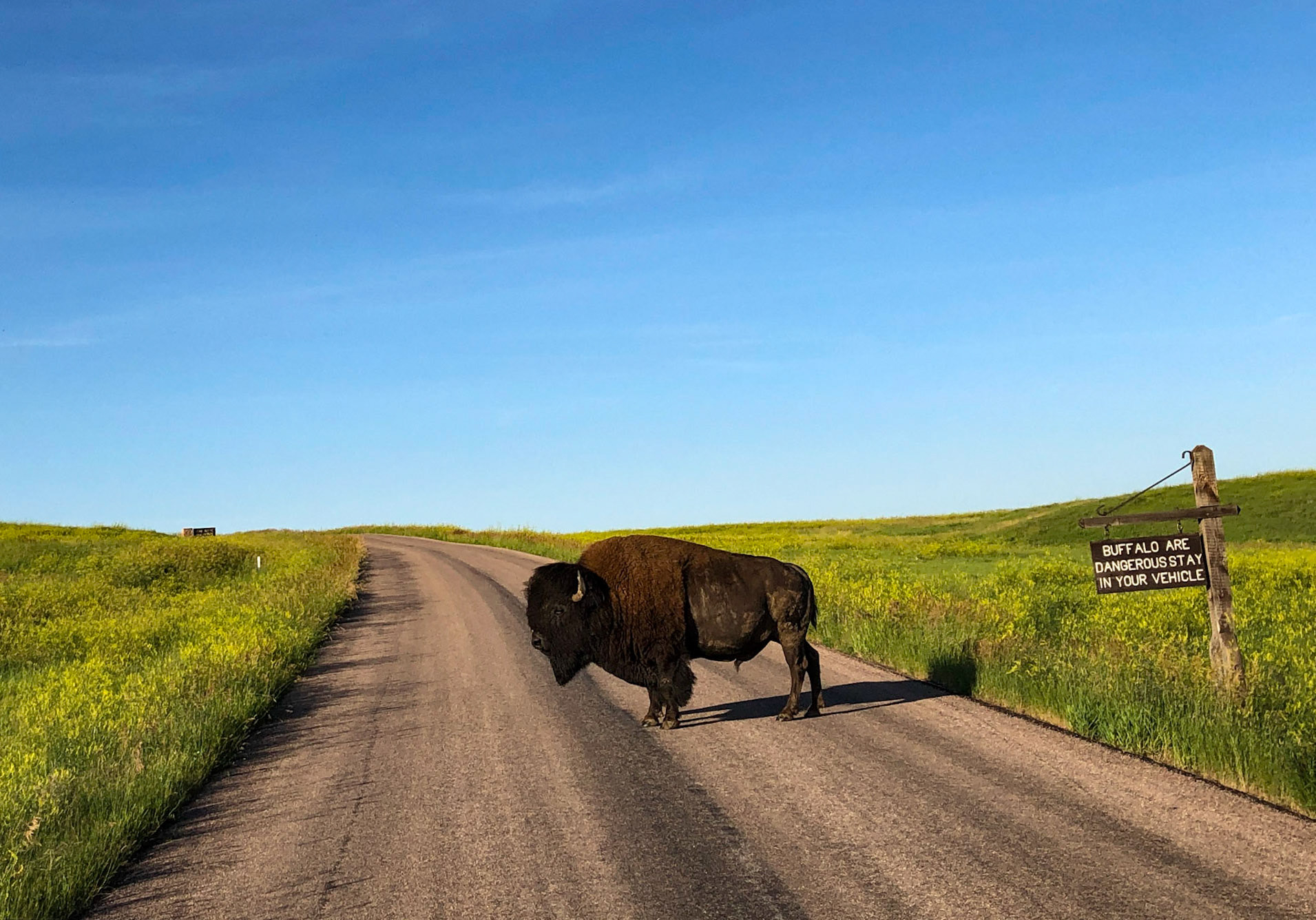 Bison are Dangerous