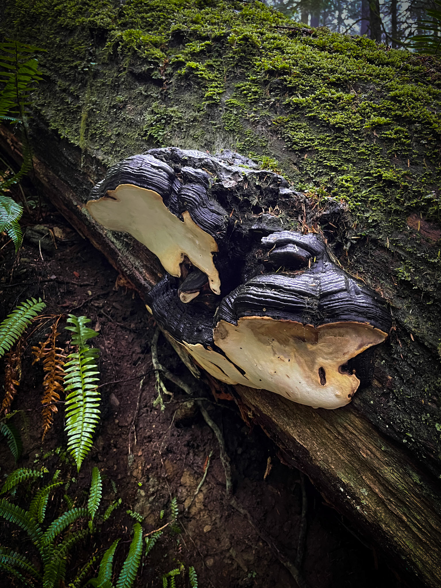 Ganodermataceae