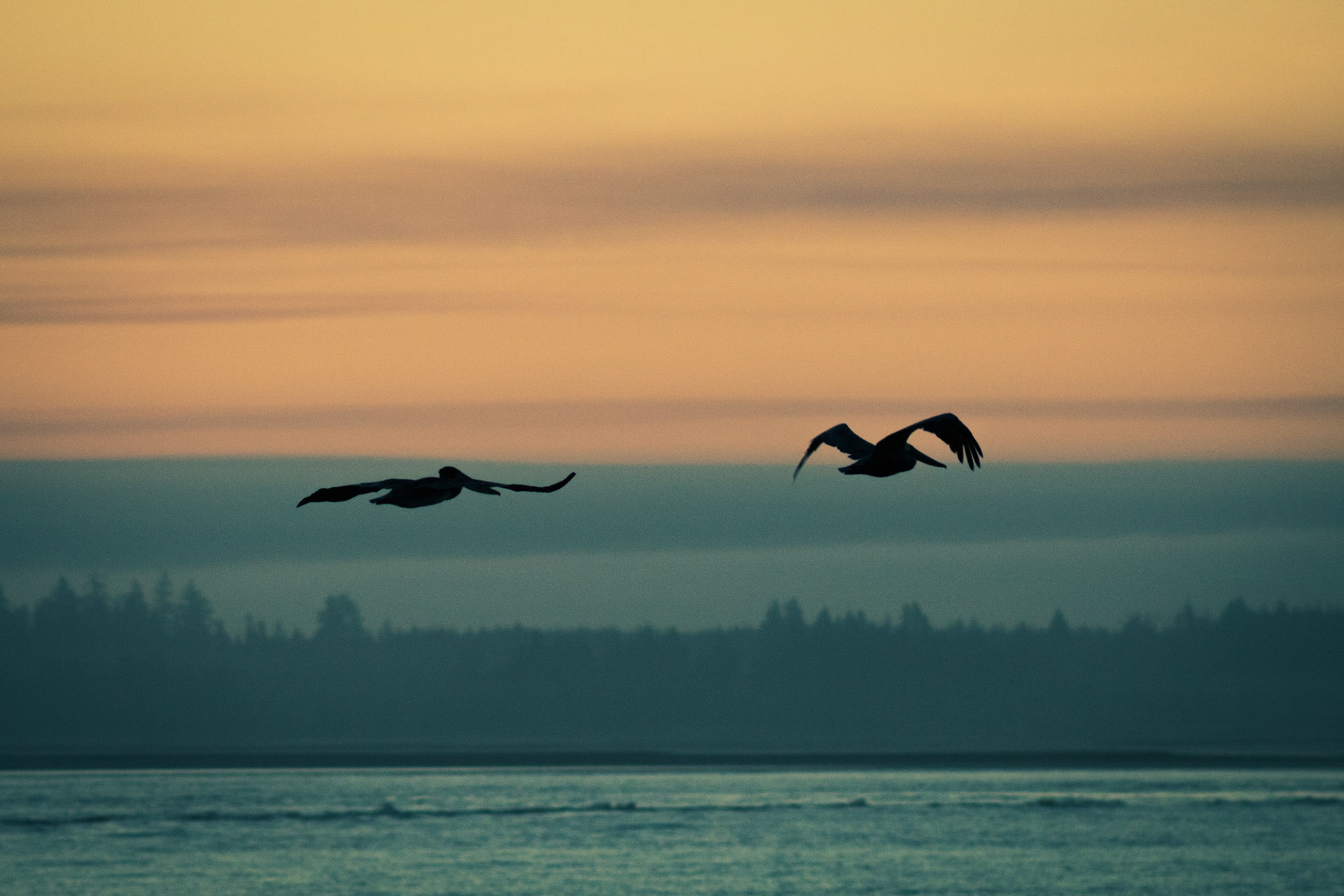 Pelican Twins