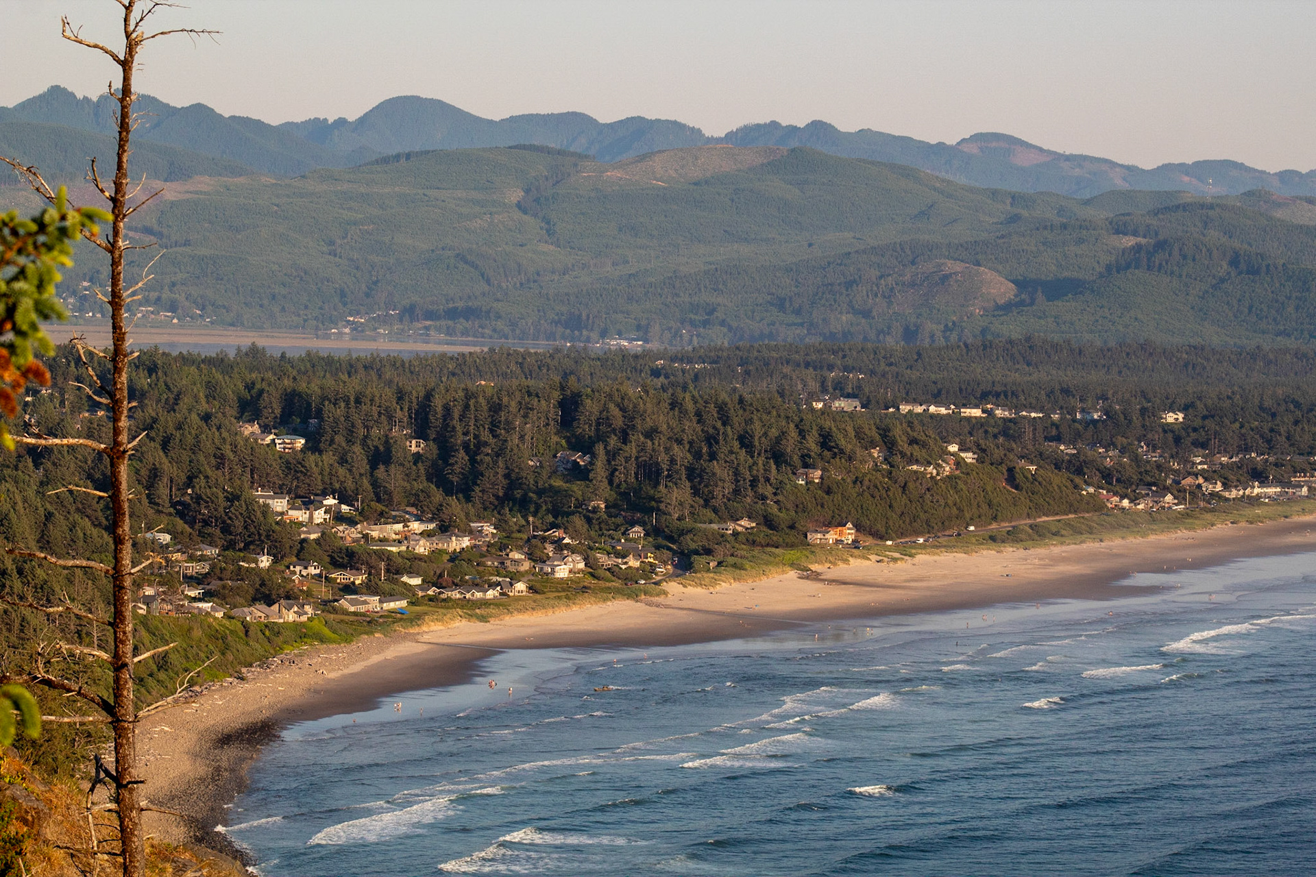 Manzanita
