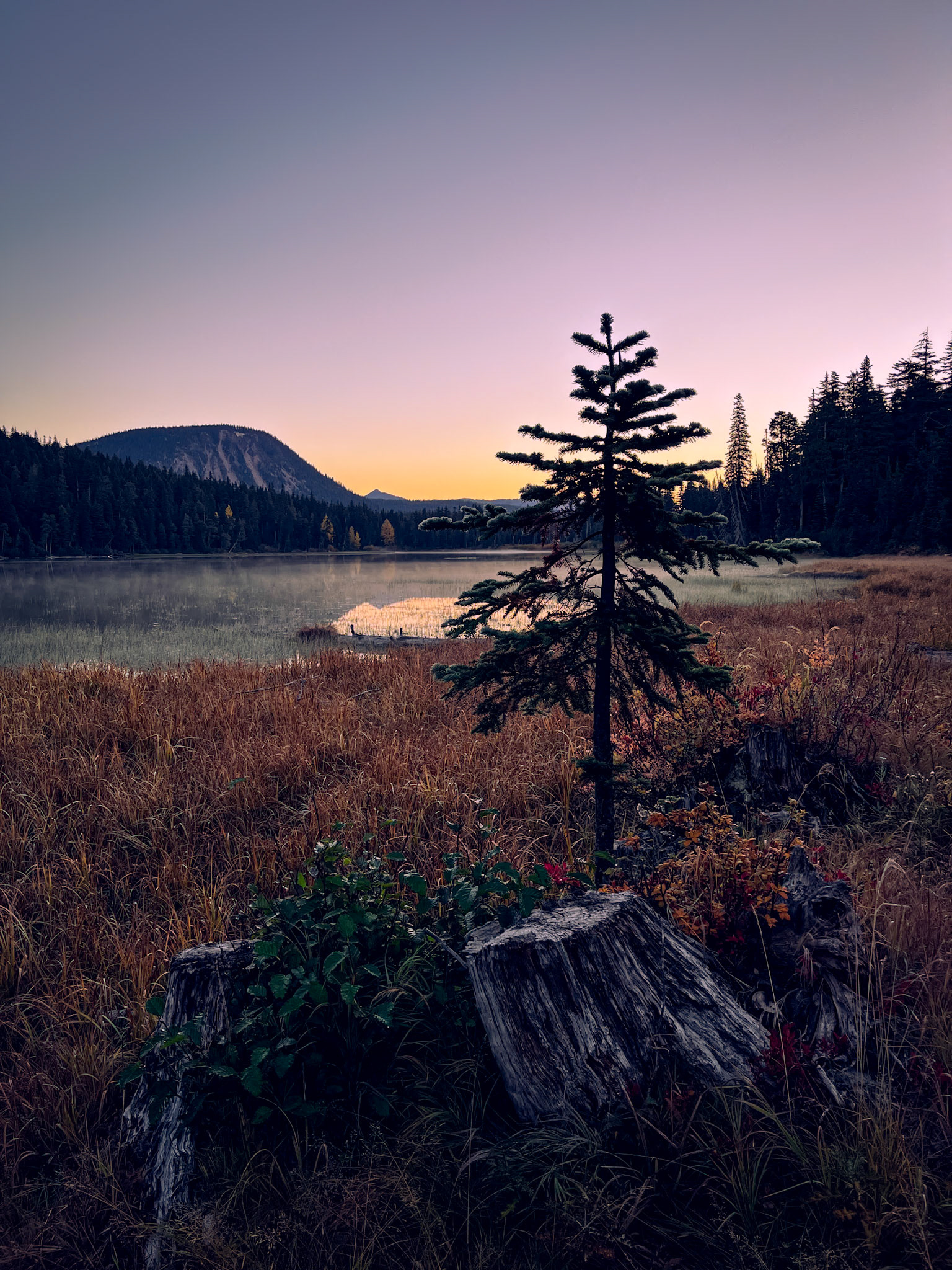 Lone Fir