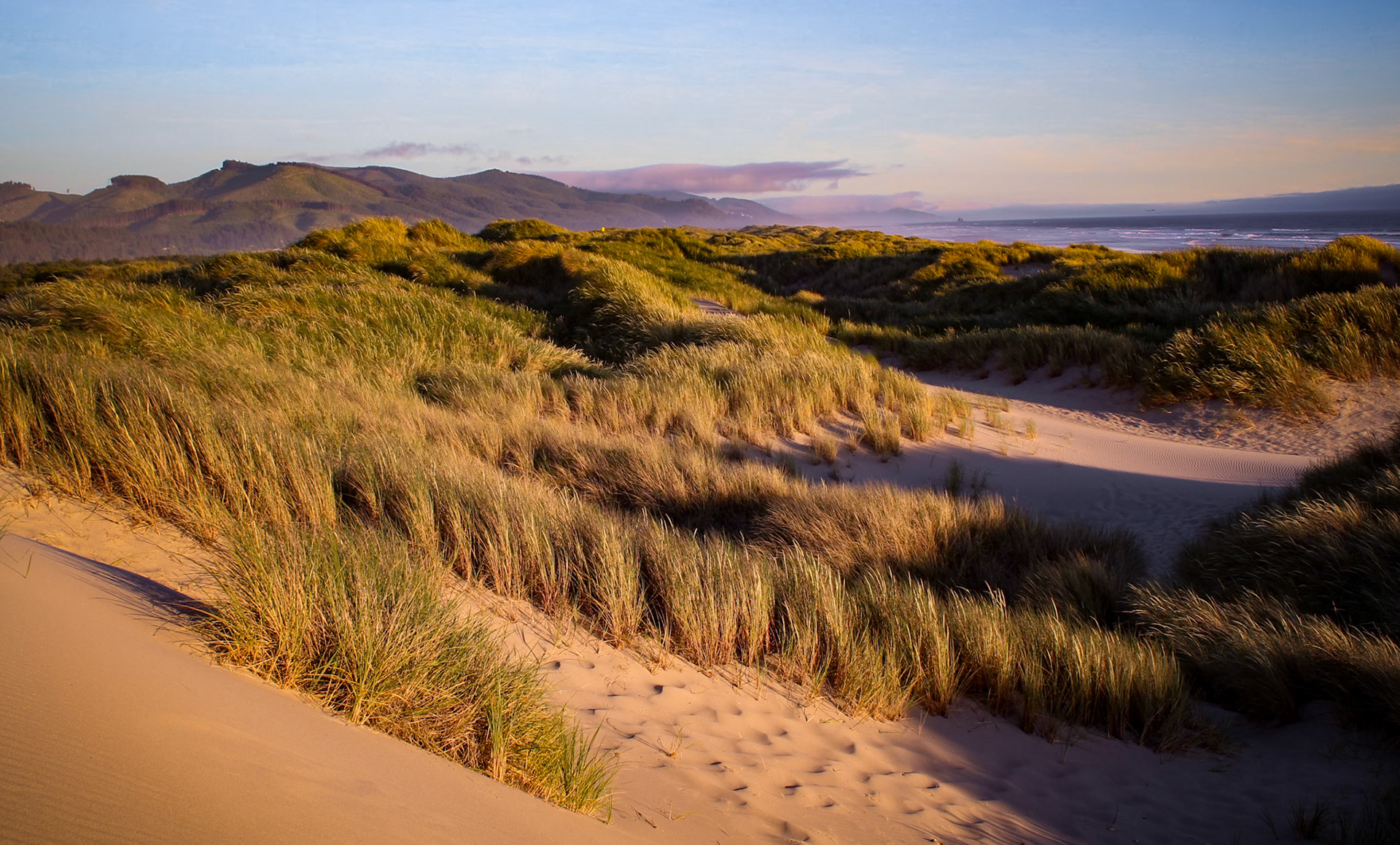 Dune Grass