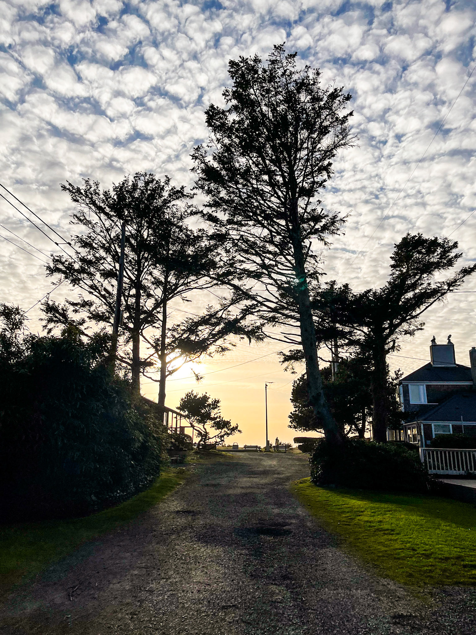Nearing Sunset and the shore pines in Seaside