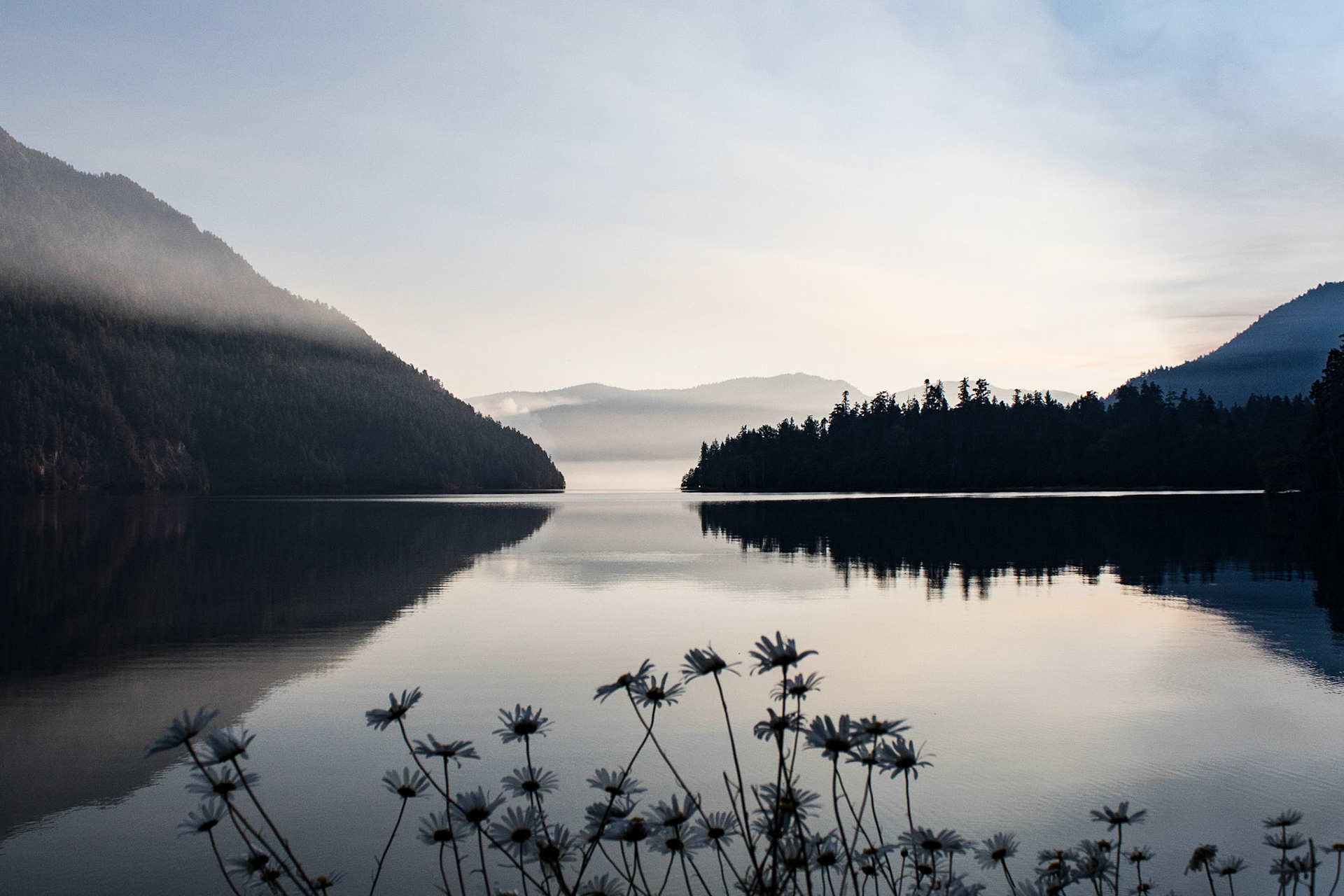 Lake Crescent Daisies
