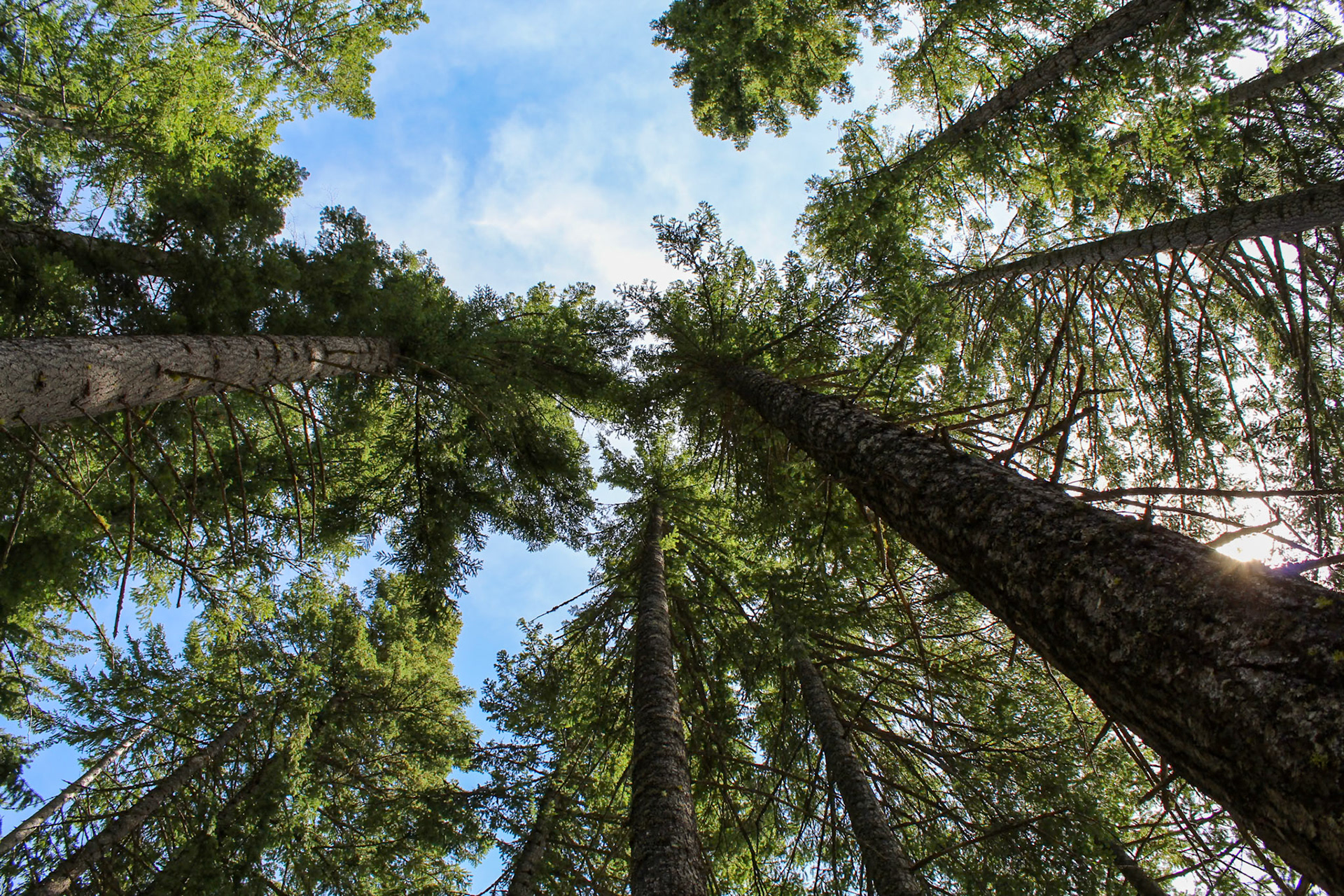 Canopy