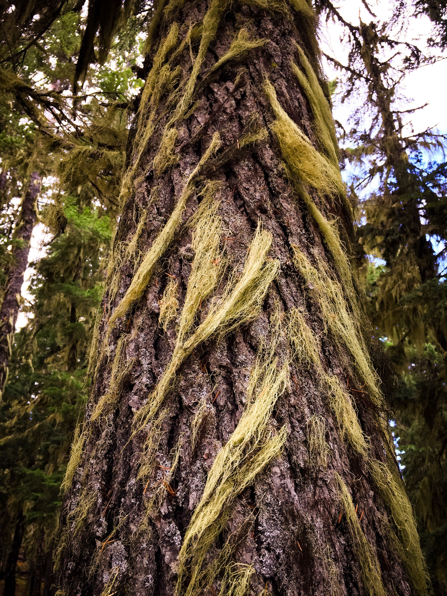 Bearded Lichen