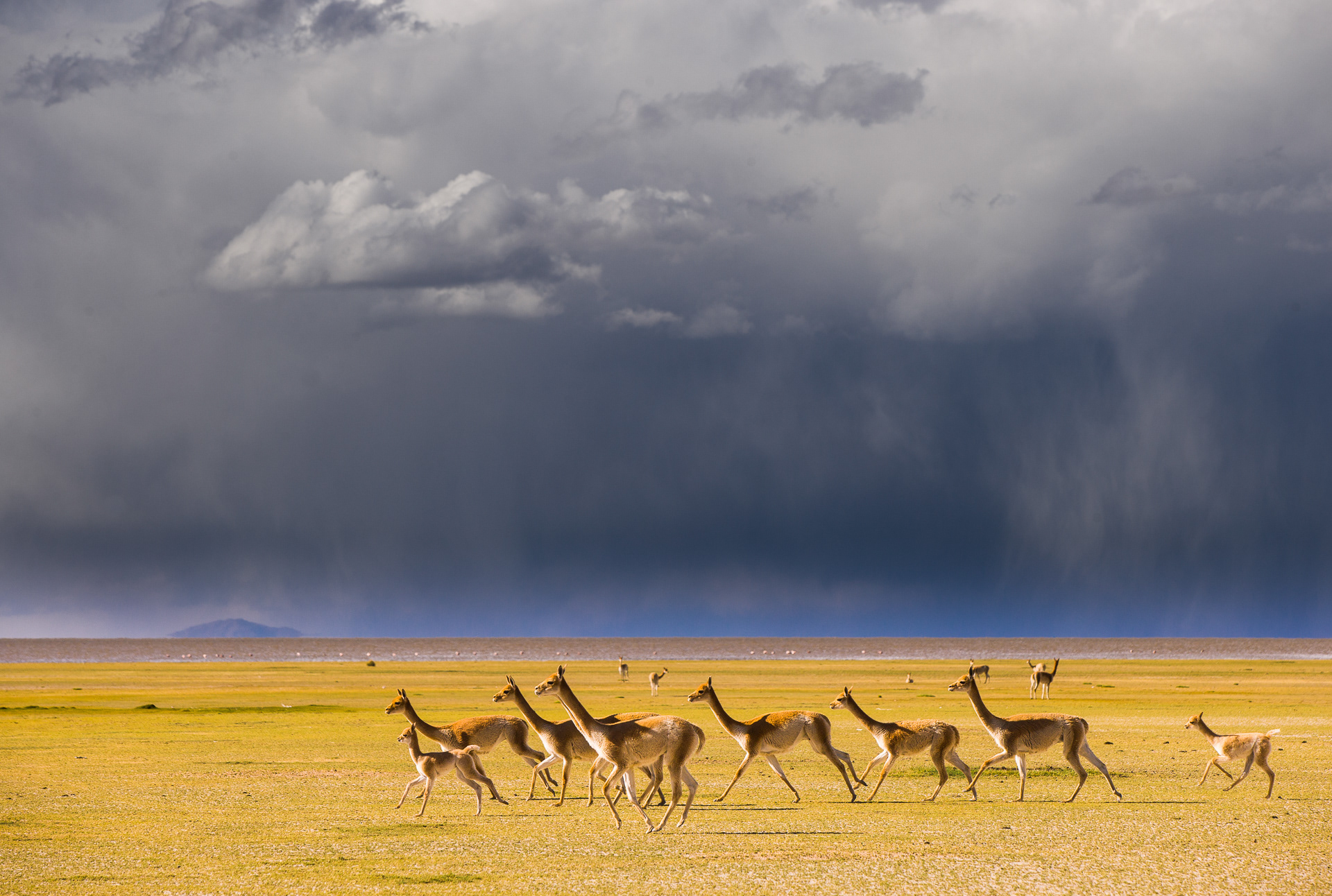 WILDLIFE & NATURE