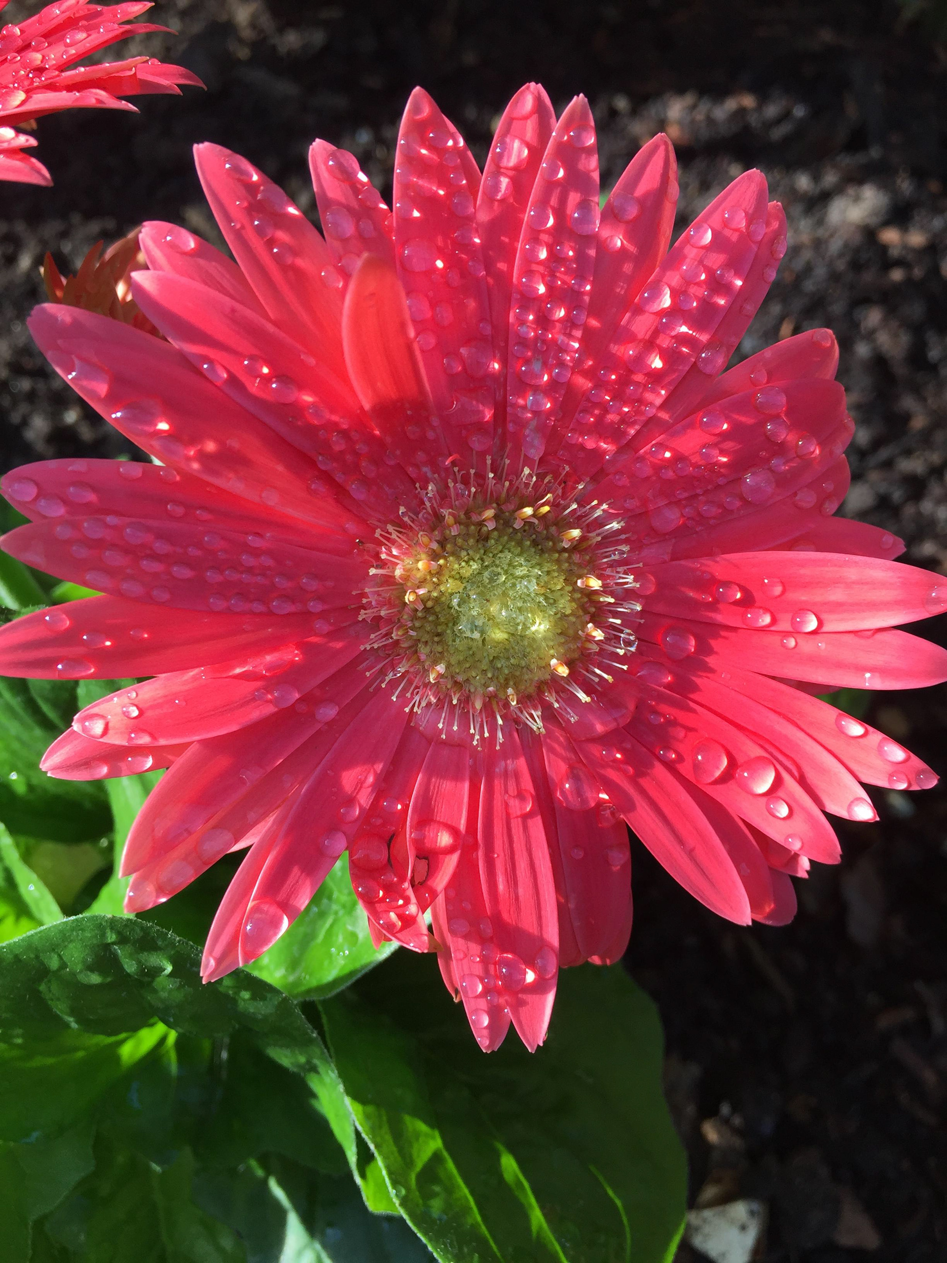 Photograph of a pink flower with dew drops. 