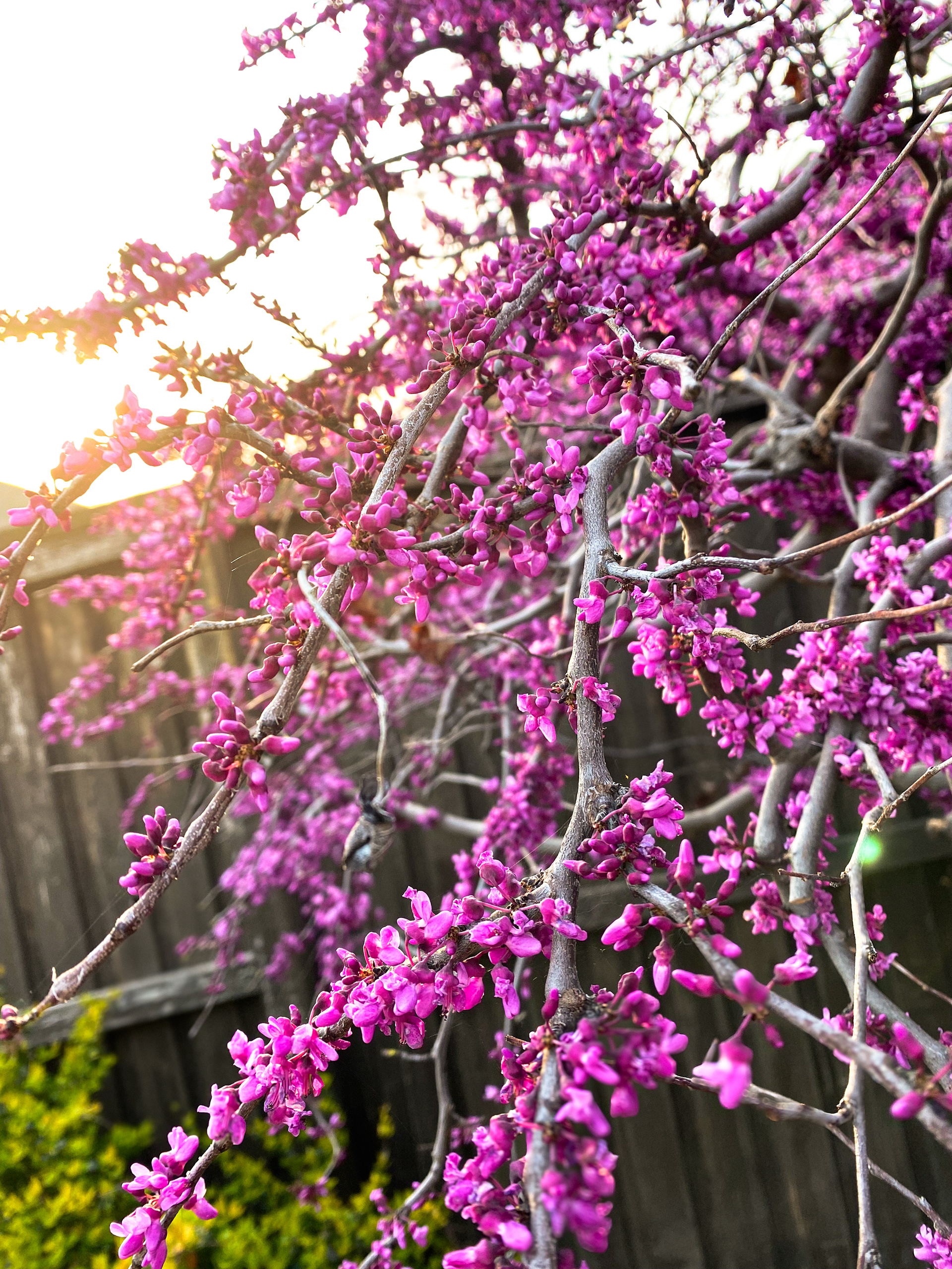 Photograph of a tree with vibrant magenta blossoms.