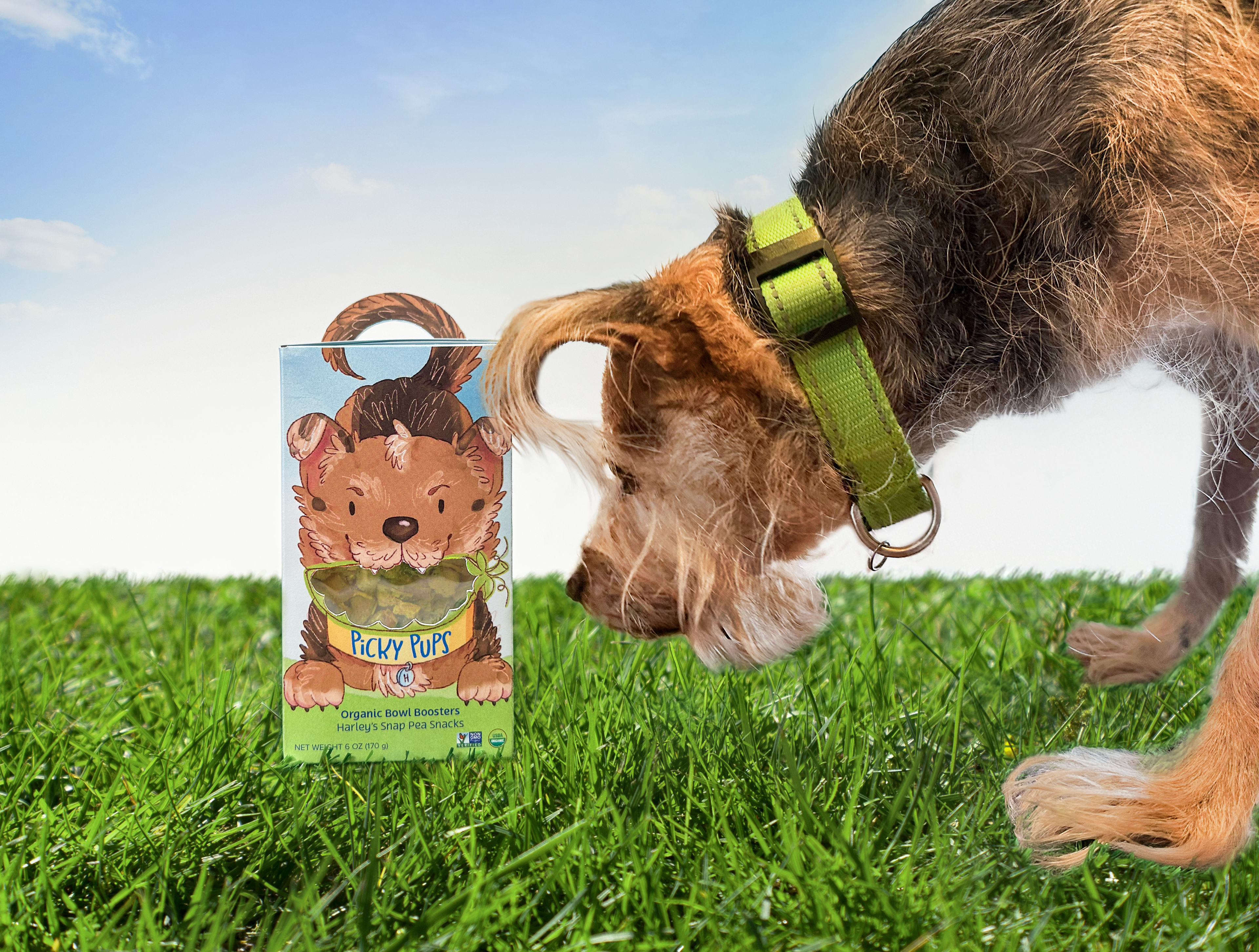 Curious brown dog investigating package design. 