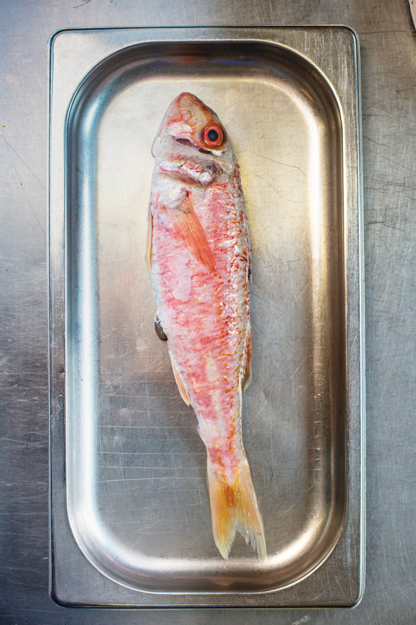 20190828 IZEGEM BELGIUM La Duree restaurant van Angelo Rosseel gastronomie chef kok foodporn pict Frank Abbeloos