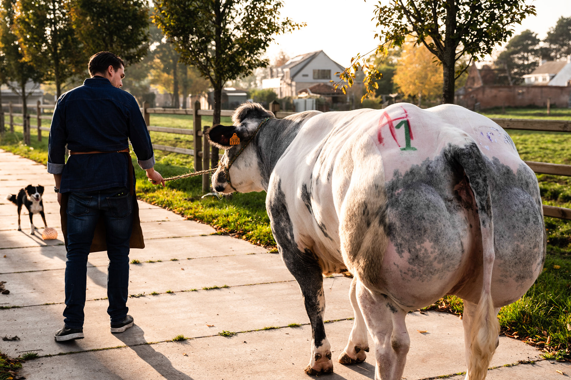 20181105 BERLARE Belgium Pur Boeuf Jeff Hanselaer chef en kweekt vlees voor restaurant pict FRANK ABBELOOS
