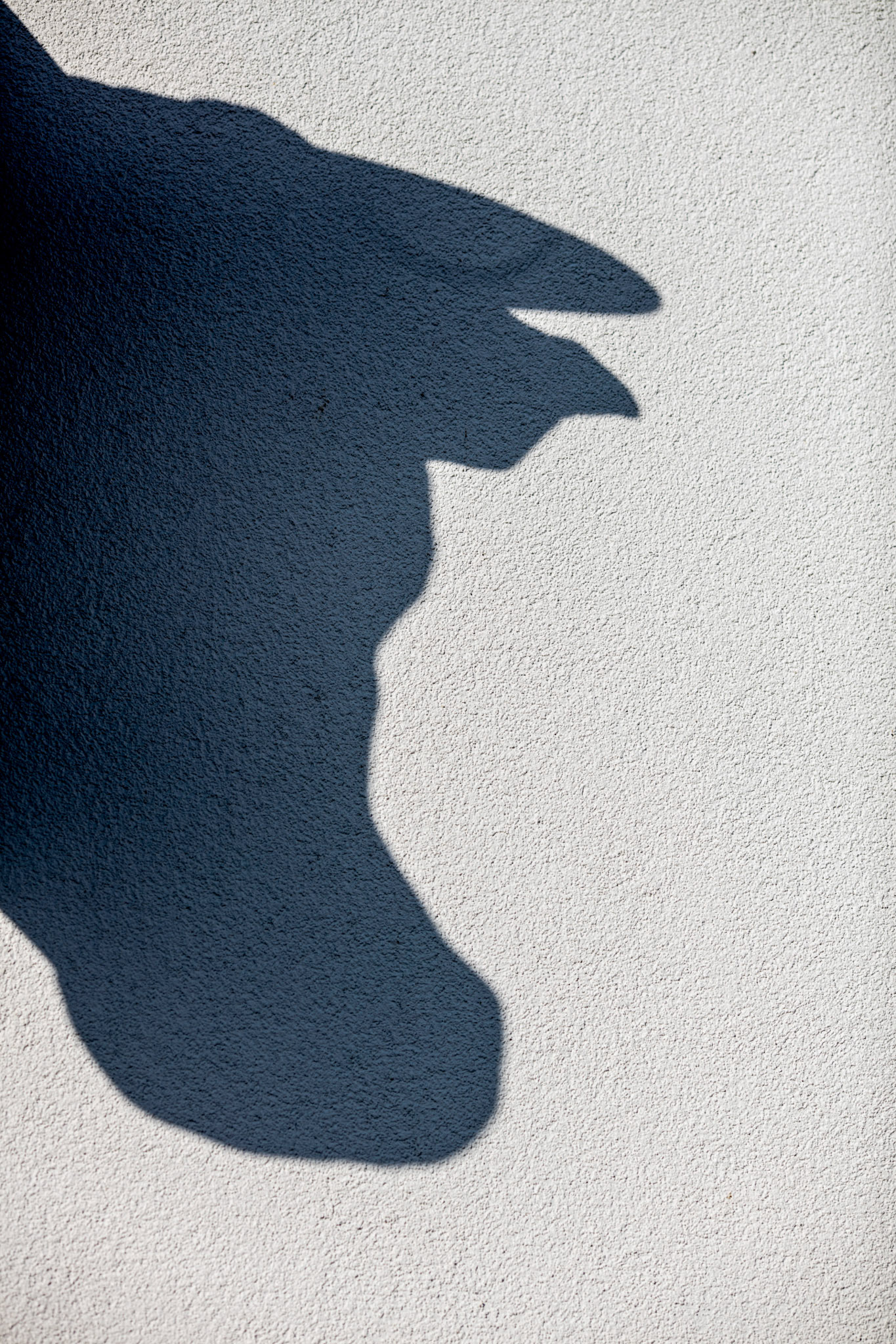 20181105 BERLARE Belgium Pur Boeuf Jeff Hanselaer chef en kweekt vlees voor restaurant pict FRANK ABBELOOS