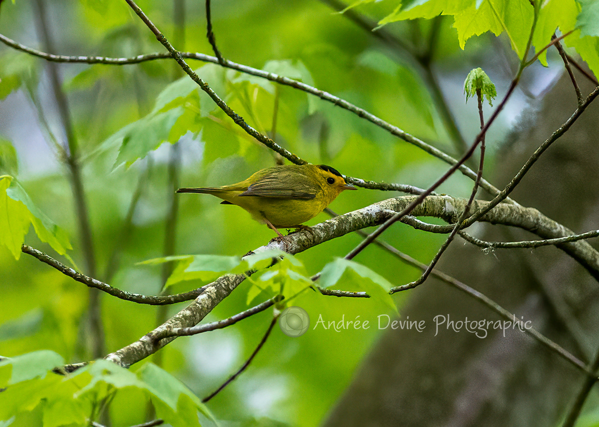 Tiny Wilson's Warbler high up a tree.