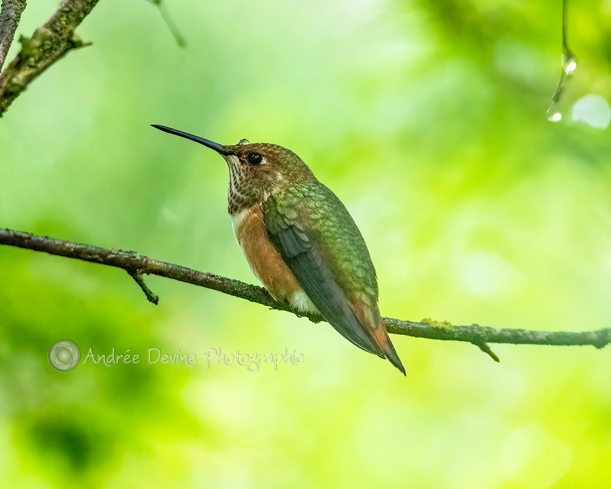 Lady Rufous and Her Water Droplet