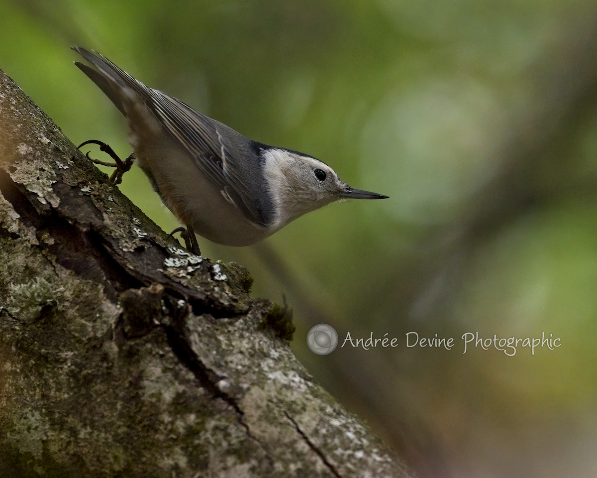 White Breasted Nuthatch