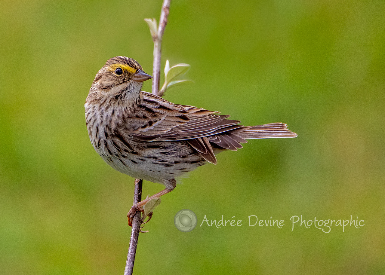 Savannah Sparrow