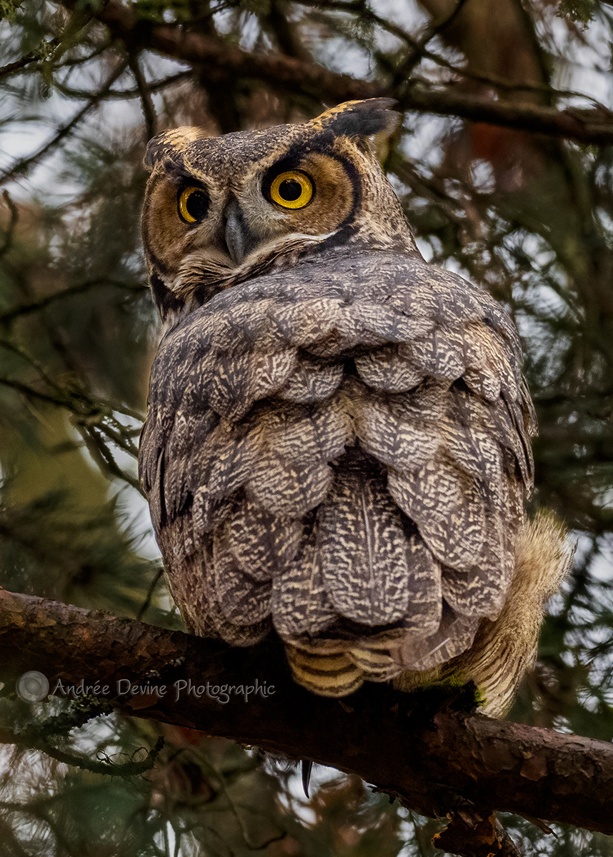 The Visit. Great Horned Owl.