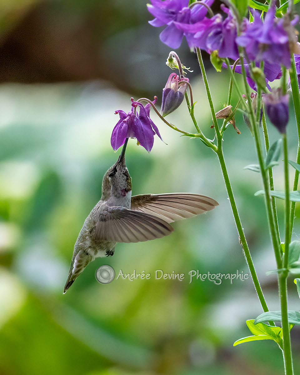 Anna and the Flower II (Anna's Hummingbird)