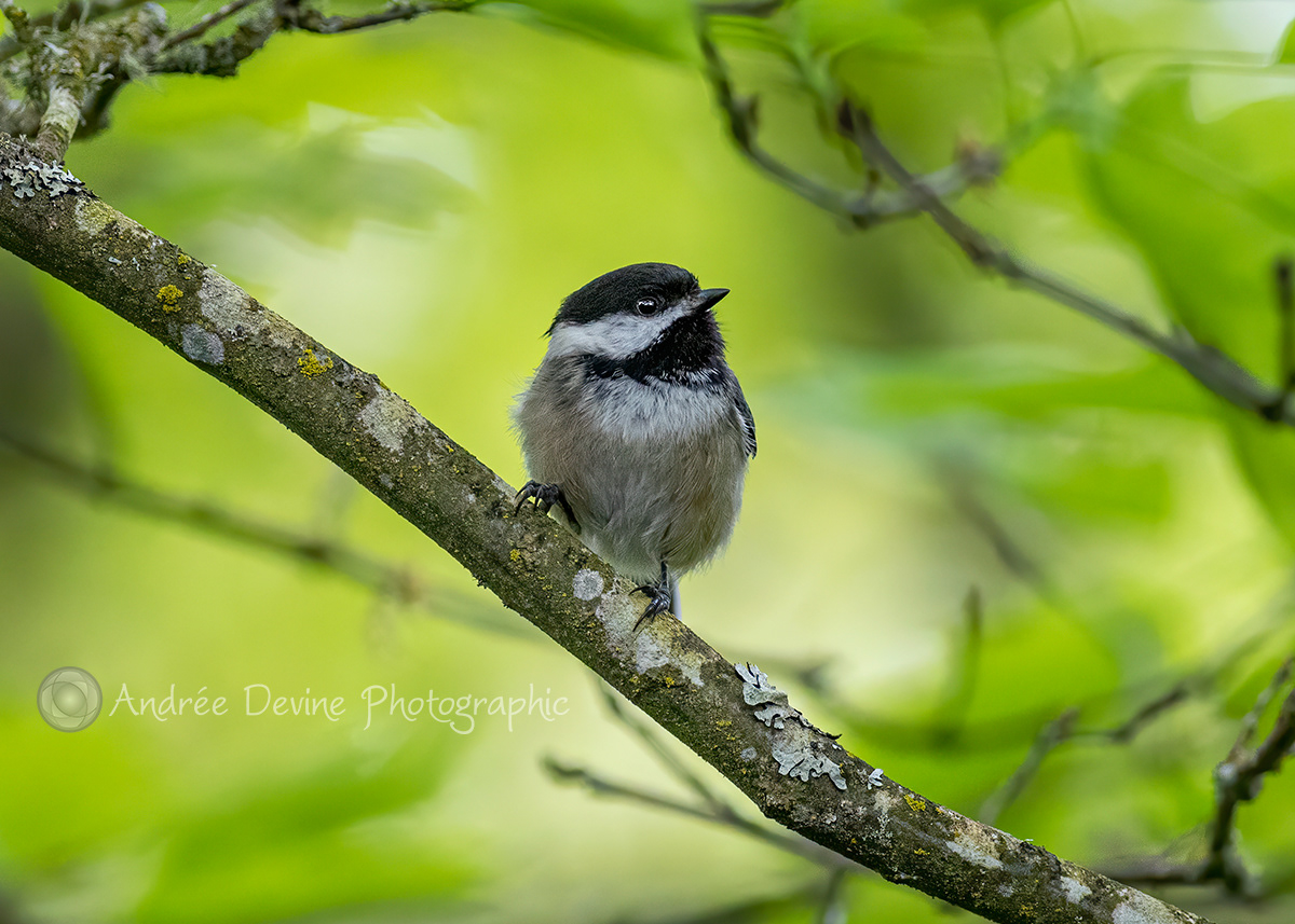 The supermodel Black-capped Chickadee.