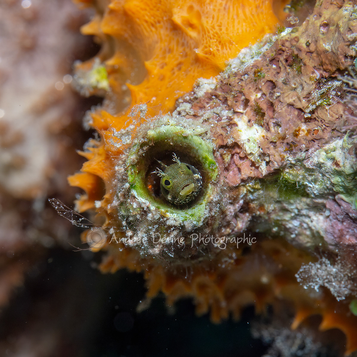 Spiney Head Blenny