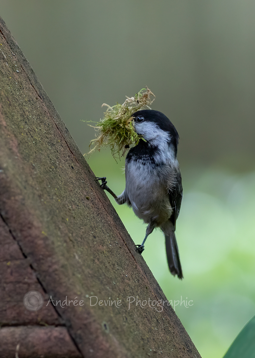 Black-capped Chickadee with nesting material.