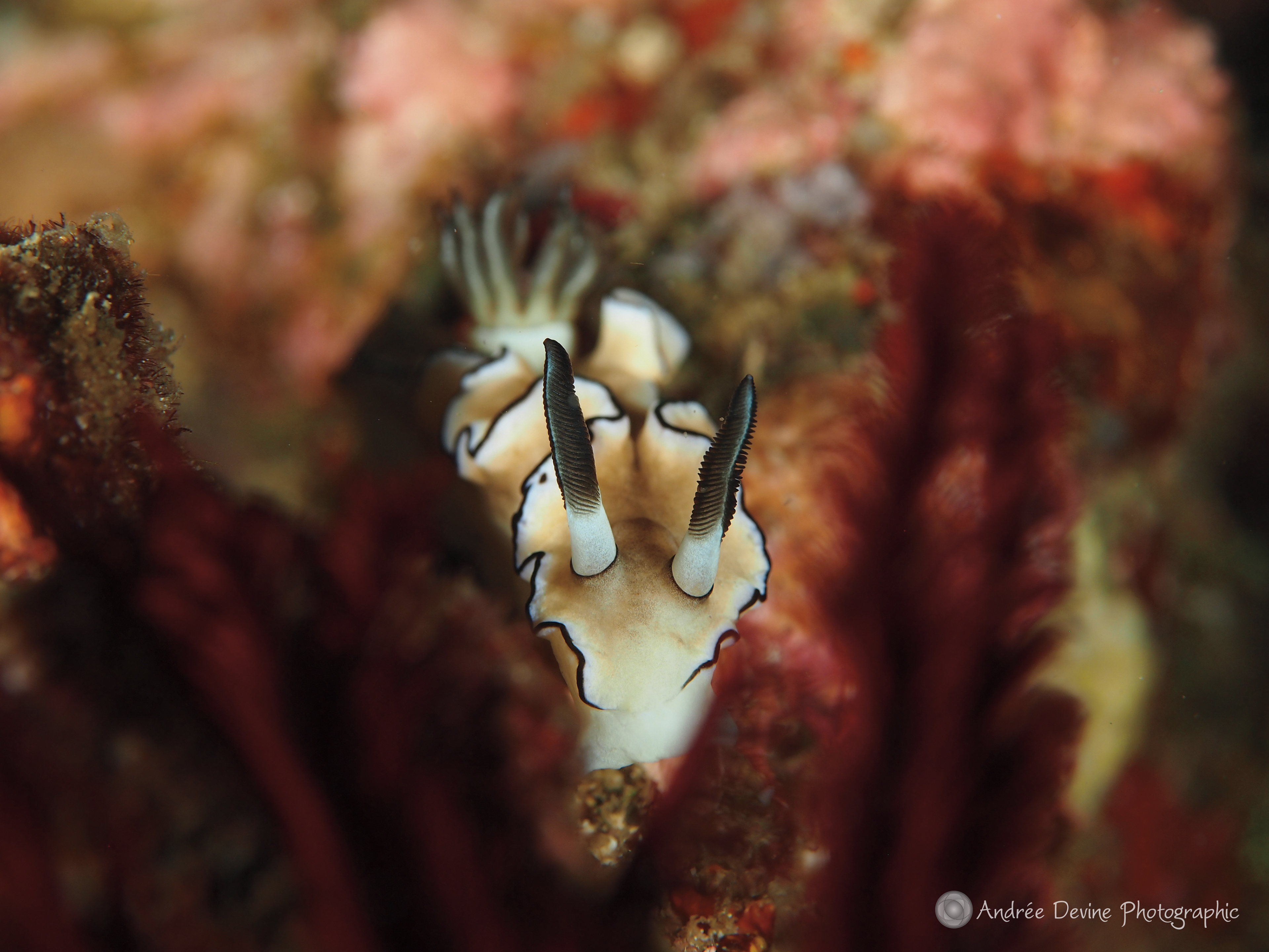 Glossodoris Nudibranch (Indonesia)