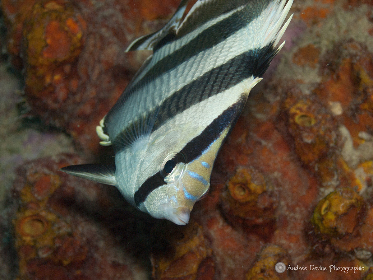 Who is Watching Whom? (Barred Butterflyfish)
