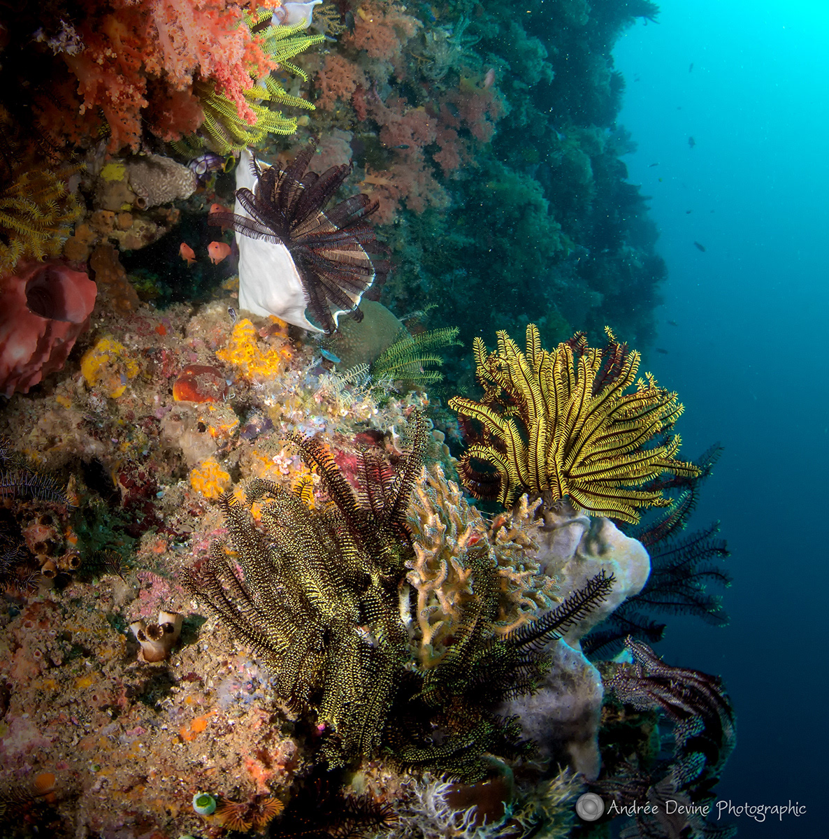 Feather Star Wall (Indonesia)