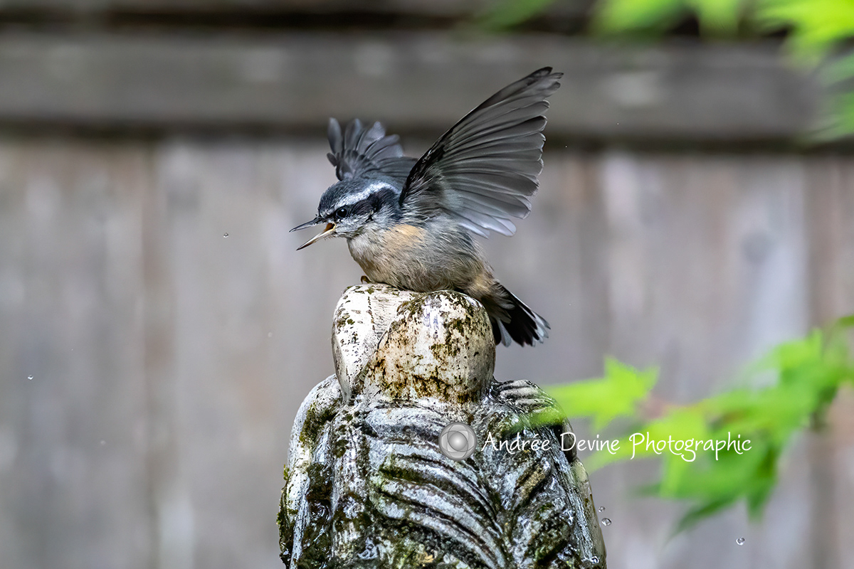 The Red Breasted Nuthatch versus the Fountain Bubbler