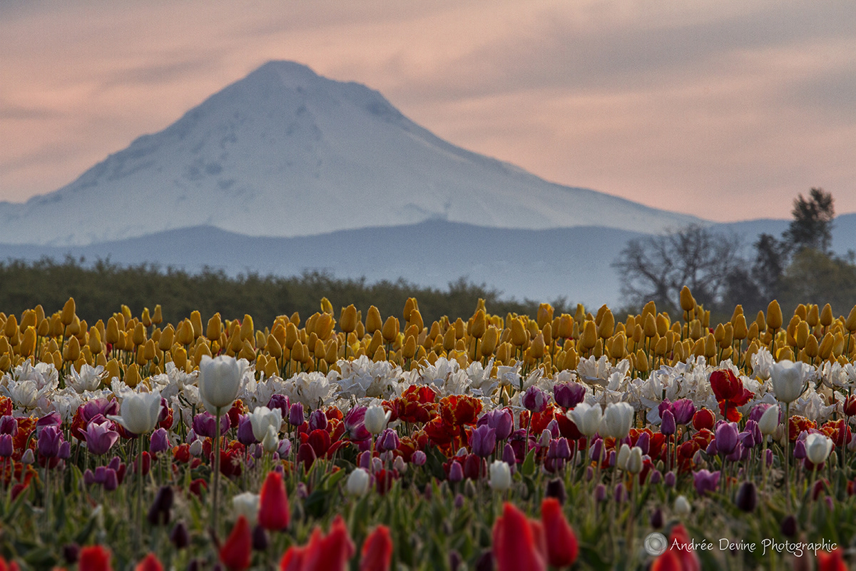 With Majestic Mt. Hood Presiding