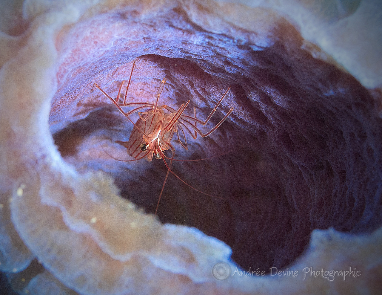 Peek-a-Boo (Peppermint Shrimp)