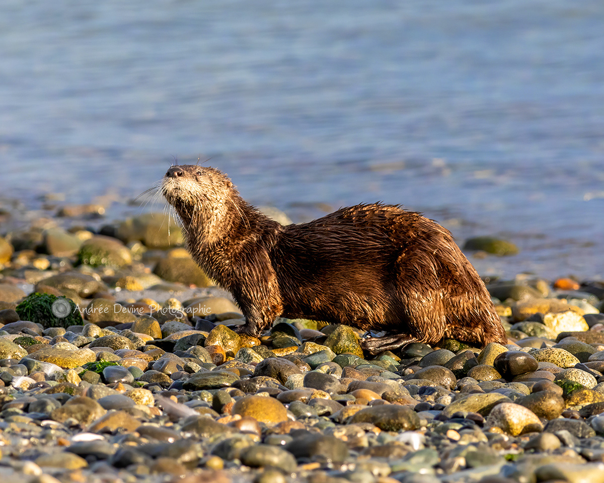 You Otter be Beside the Sea (Pacific Northwest)