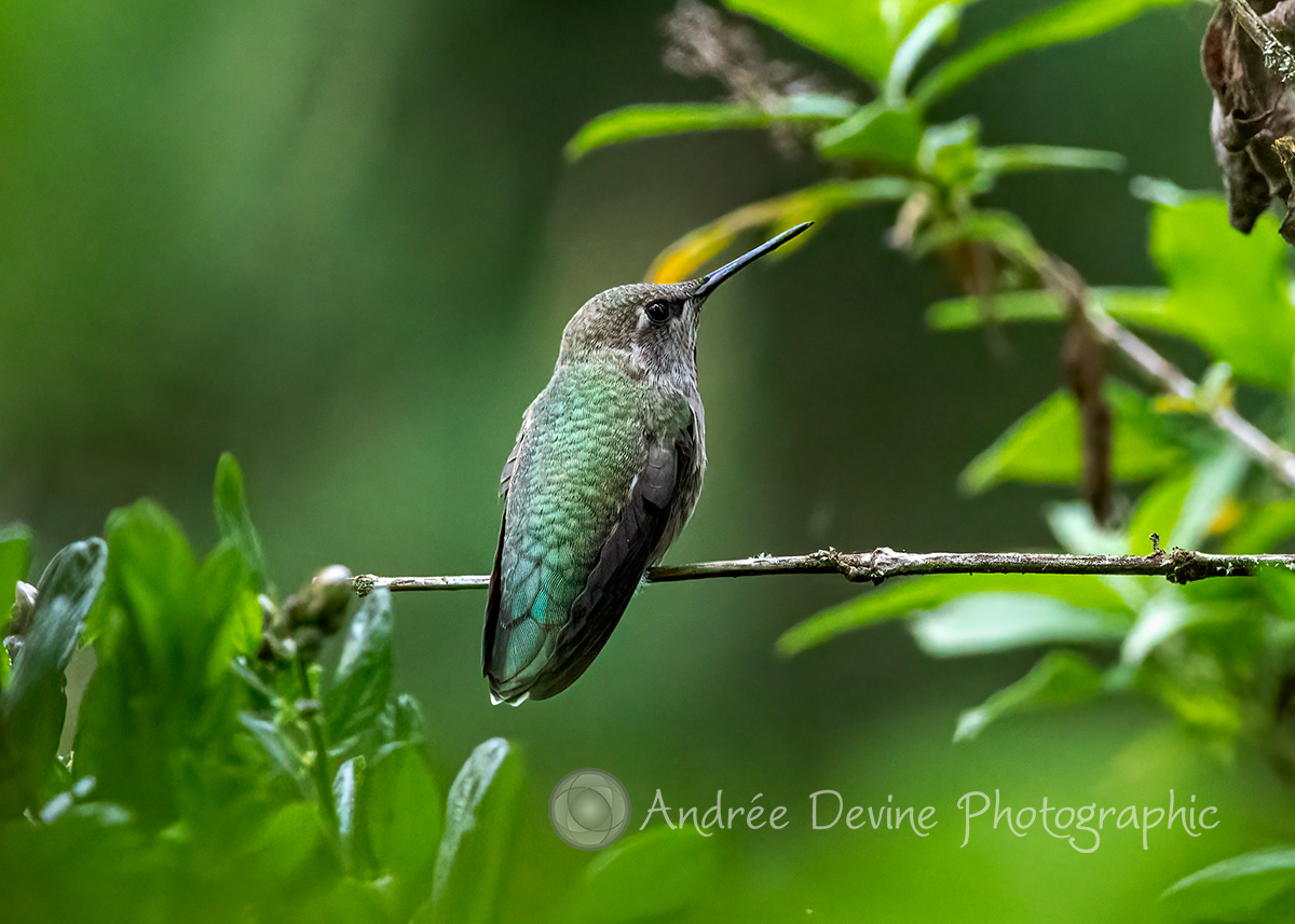 Anna's Hummingbird deep in the greenery.