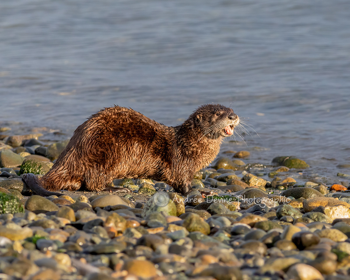 River Otter at Puget Sound (Pacific Northwest)