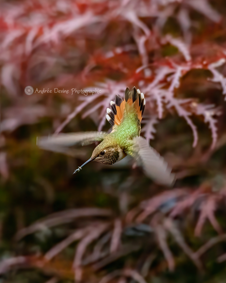 Flight of the Lady Rufous Hummingbird