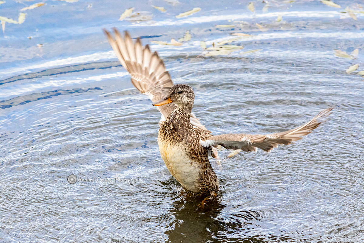 Lady Gadwall's Dance (Pacific Northwest)